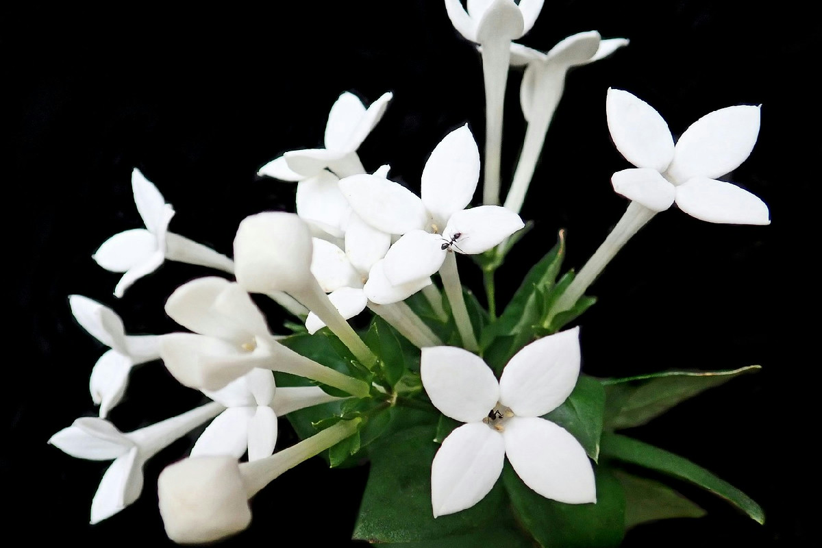 Bouvardia in casa tutta l’anno: guida completa per coltivarla e farla fiorire sempre