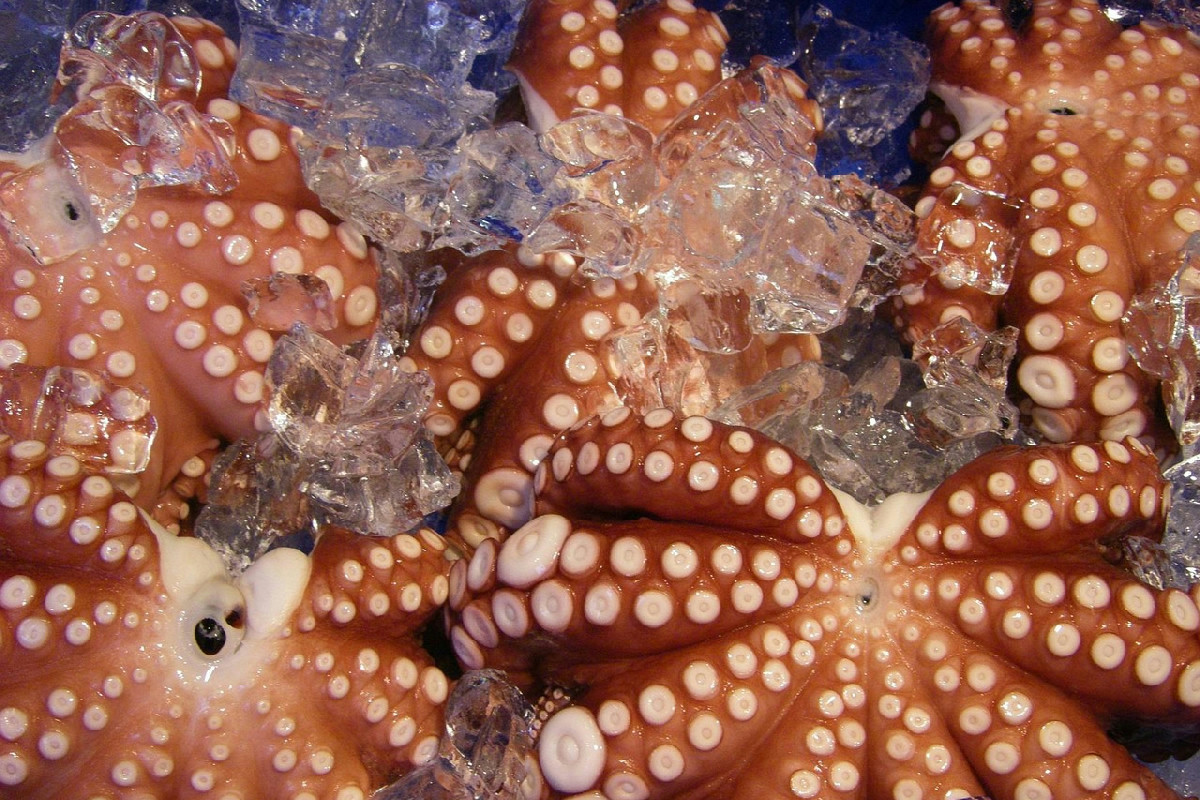 Congelare i frutti di mare durante le feste senza sprechi: consigli chiave per conservarli al meglio