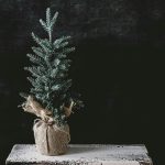 La data precisa per rimuovere l’albero di Natale senza rischiare inconvenienti