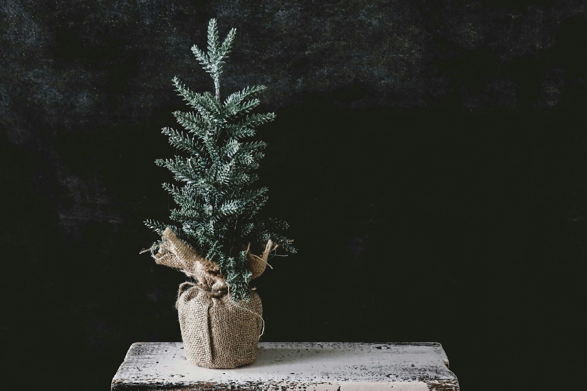 La data precisa per rimuovere l’albero di Natale senza rischiare inconvenienti