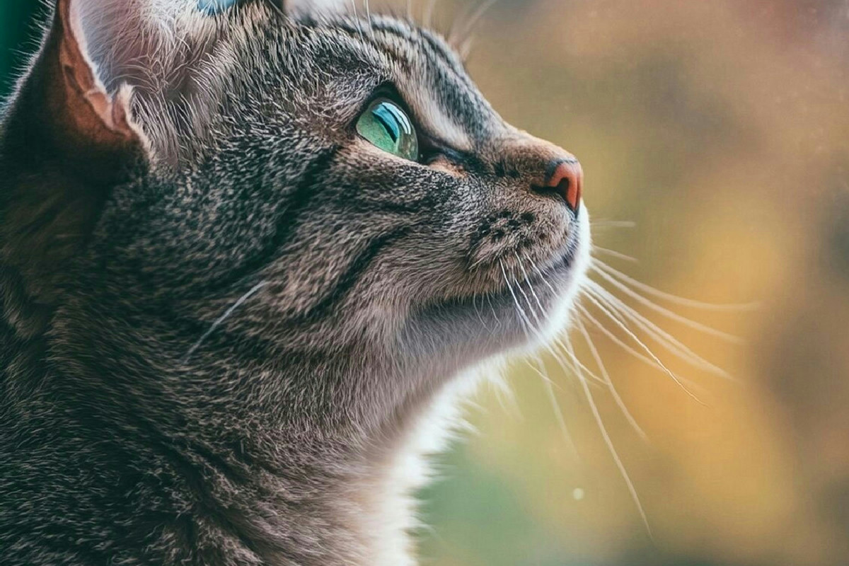 Elimina l’odore di gatto in casa con un rimedio naturale per una freschezza duratura e autentica