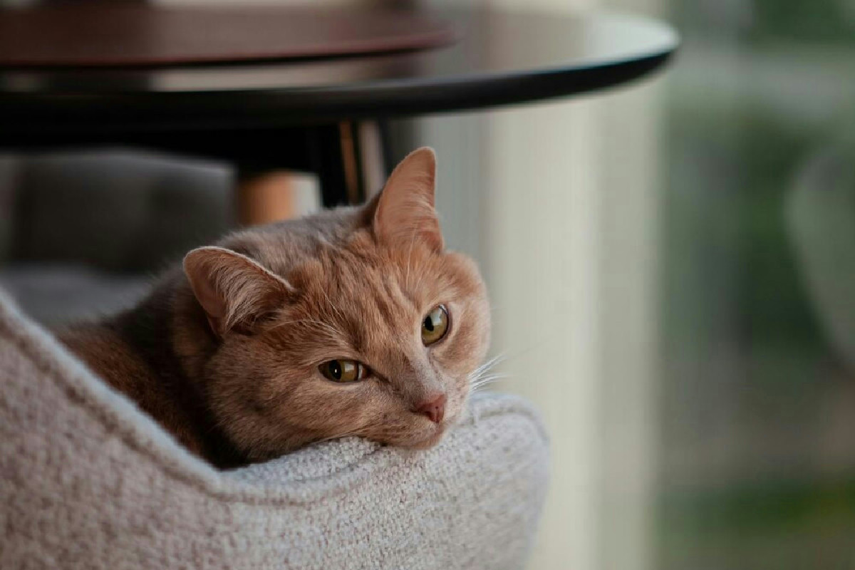 Elimina l’odore di gatto in casa con un rimedio naturale per una freschezza duratura e autentica