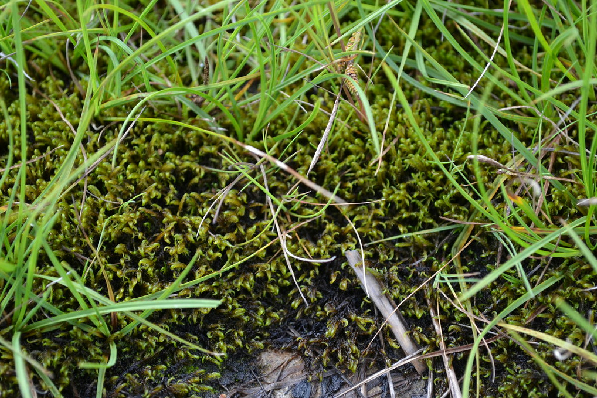 Una pianta comune purifica l’acqua dai metalli senza elettricità né prodotti chimici