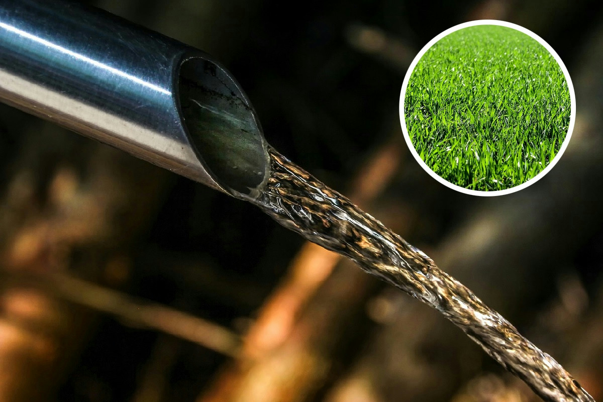 Una pianta comune purifica l’acqua dai metalli senza elettricità né prodotti chimici