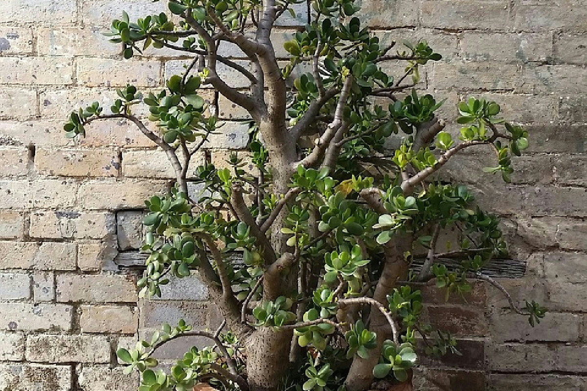 Il semplice segreto dell’albero di giada in camera da letto per migliorare energia e relax profondo